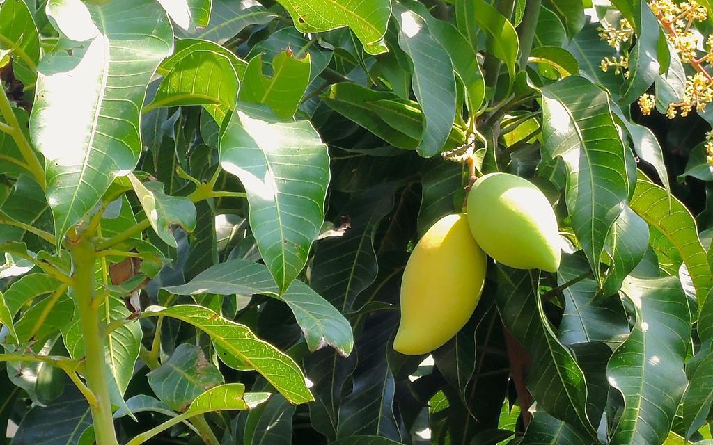 Mango Spa & Resort Χουά Χιν Εξωτερικό φωτογραφία